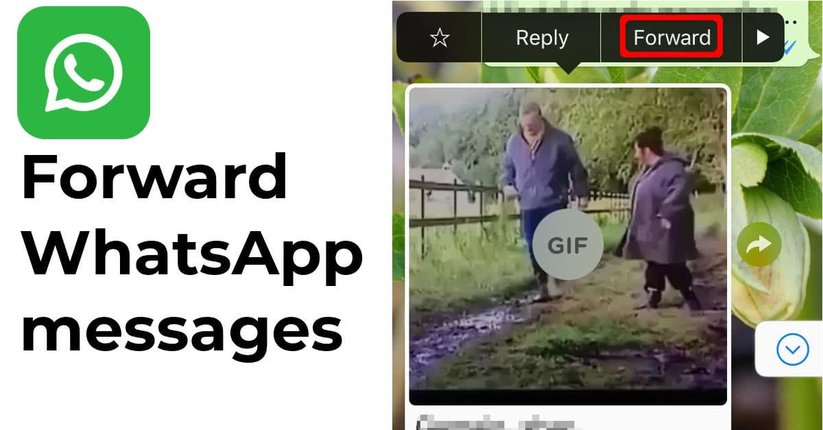 how-to-forward-a-whatsapp-message