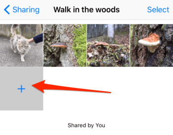 how to add photos to shared album